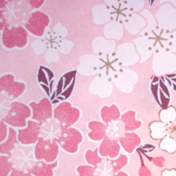 Fleurs cerisier sur fond rose