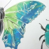 insectes volant