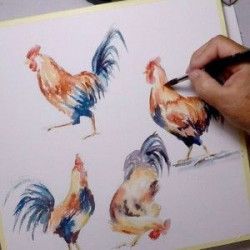 Un coq à l'aquarelle dans tous ses états