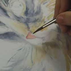 Un chat à l'aquarelle