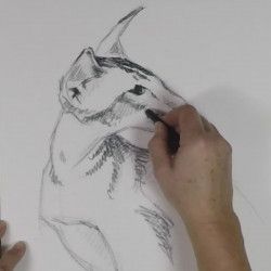 Dessiner le portrait d'un chat