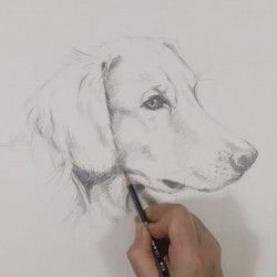 Dessiner une tête de chien