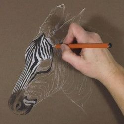 Dessiner une tete de zebre