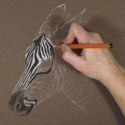 Dessiner une tete de zebre