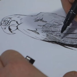 Dessiner un Perroquet
