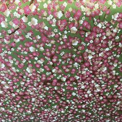 Fleurs cerisier sur fond vert