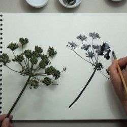 Dessiner des Herbes folles à l'encre