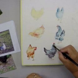 Poules sous toutes les coutures à l'aquarelle