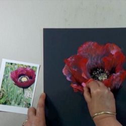 Fleur de Pavot en gros Plan au Pastel