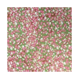 Papier Japonais