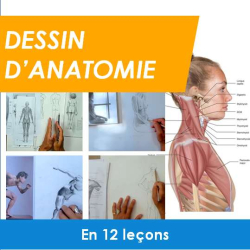 Cours de dessin anatomique en ligne