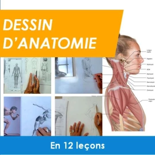 Dessin anatomique