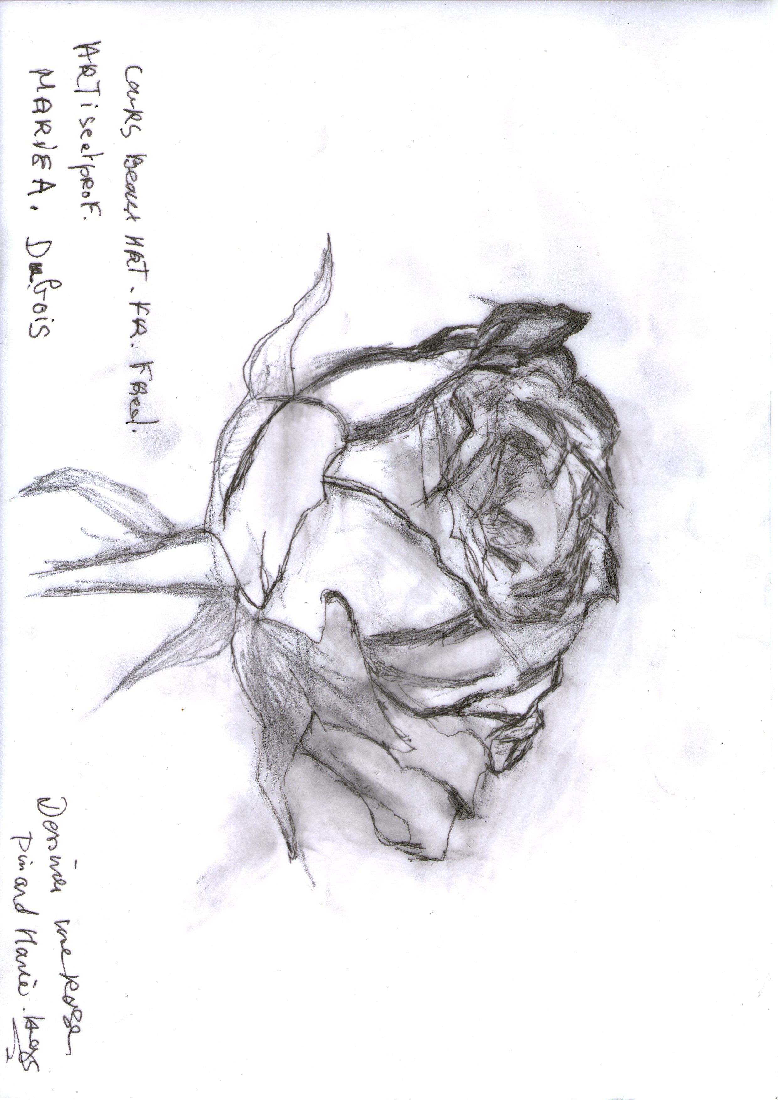 Dessiner une rose de Marie ange le 01 juin 2021