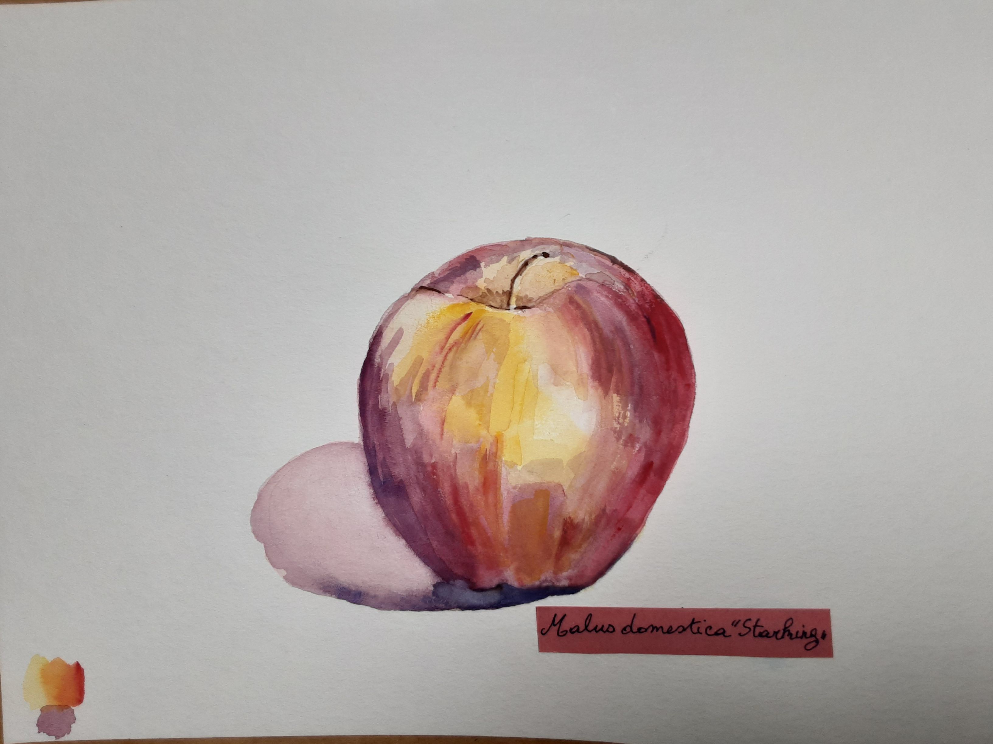 Peindre une pomme sur base sèche à l'aquarelle de Gisele le 25 juin 2021