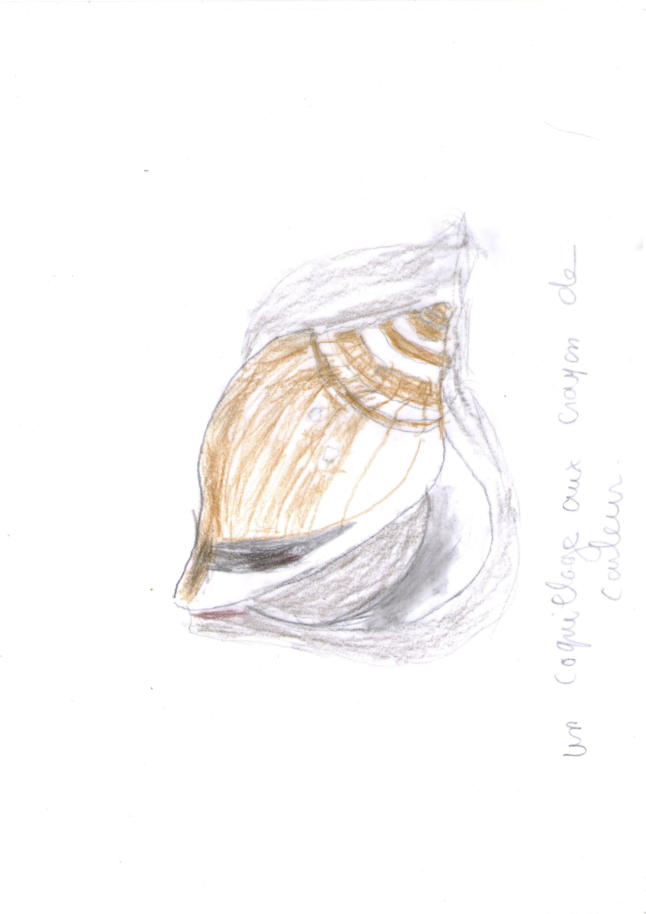 Un coquillage aux crayons de couleur de Marie ange le 18 juillet 2021
