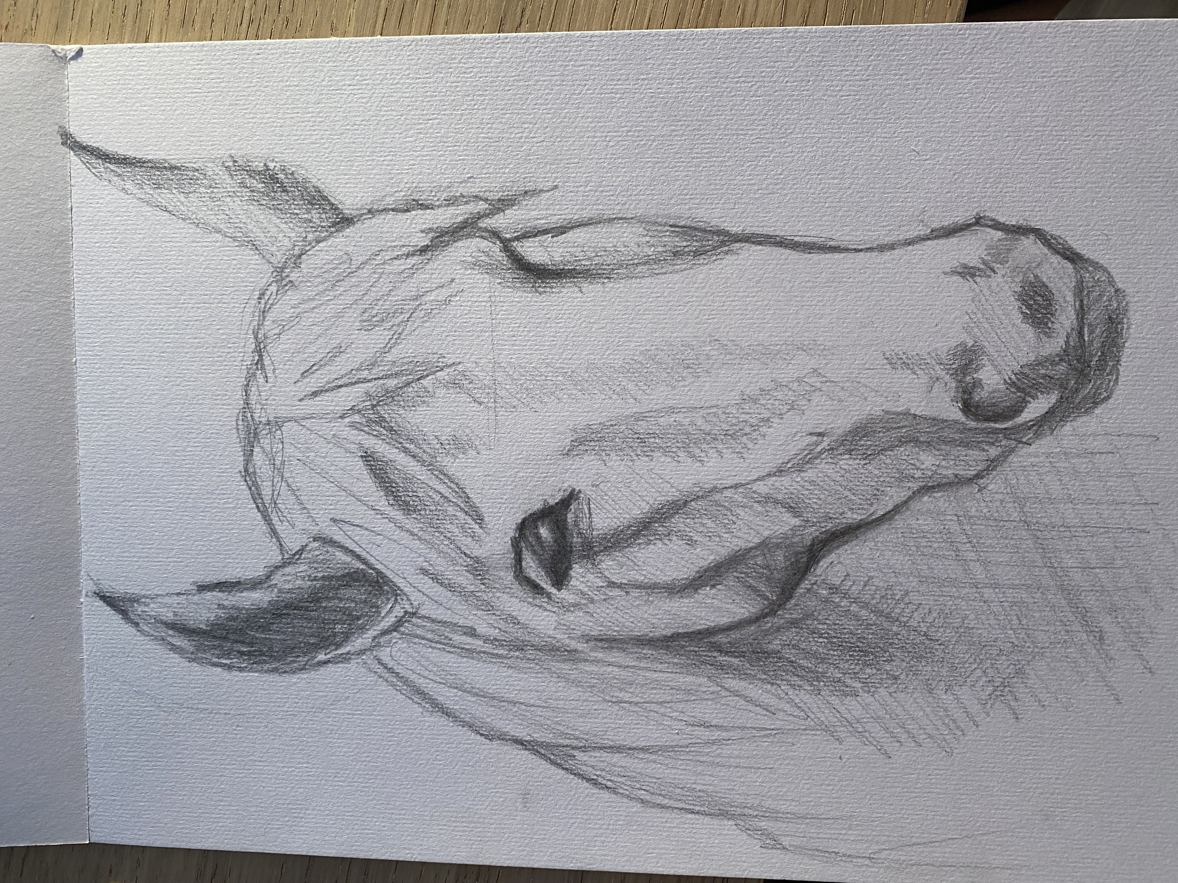 Croquer la tête d'un cheval de Kessy le 14 décembre 2021