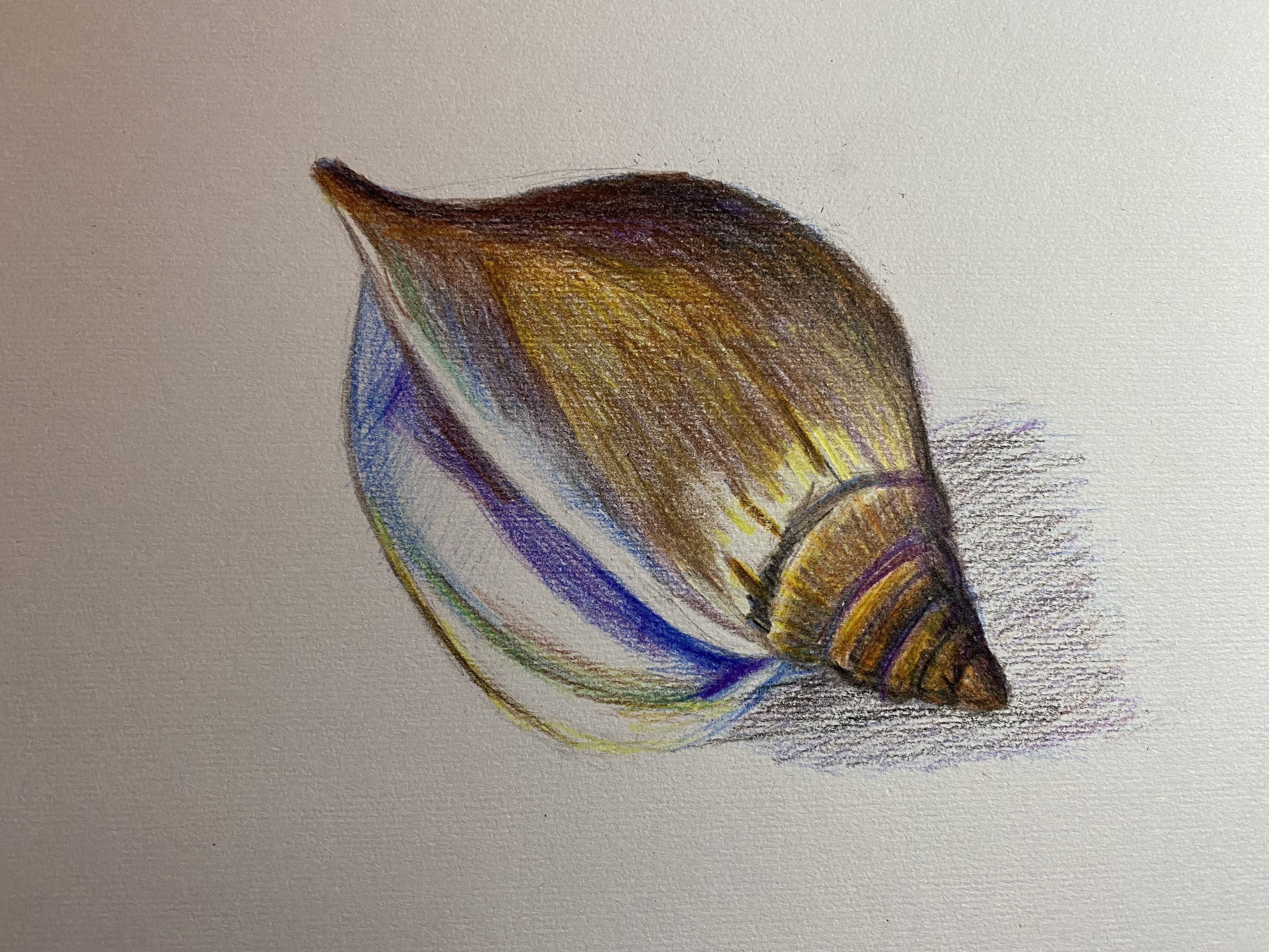 Un coquillage aux crayons de couleur de Kessy le 02 janvier 2022