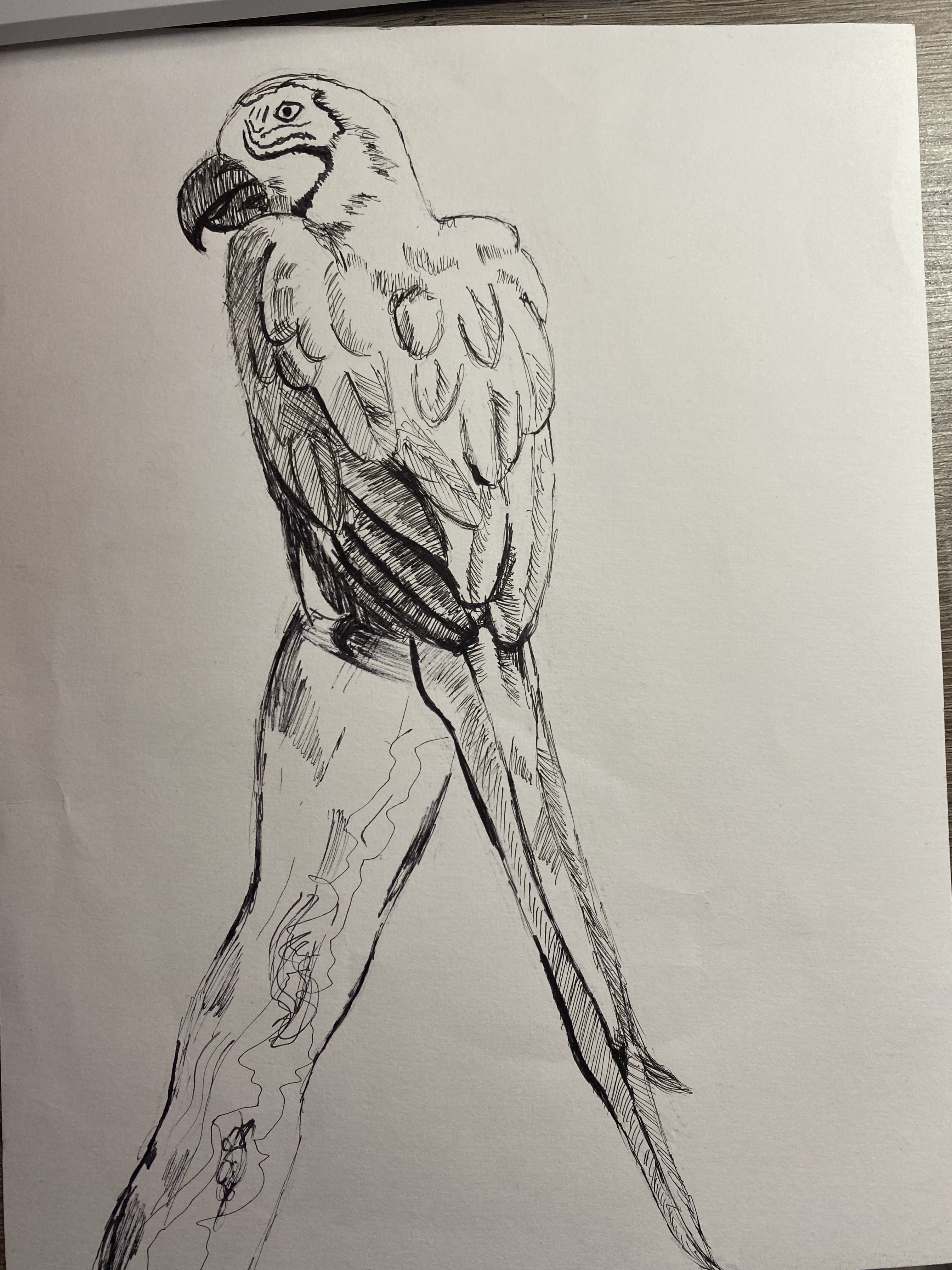 Dessiner un Perroquet de Kessy le 17 janvier 2022