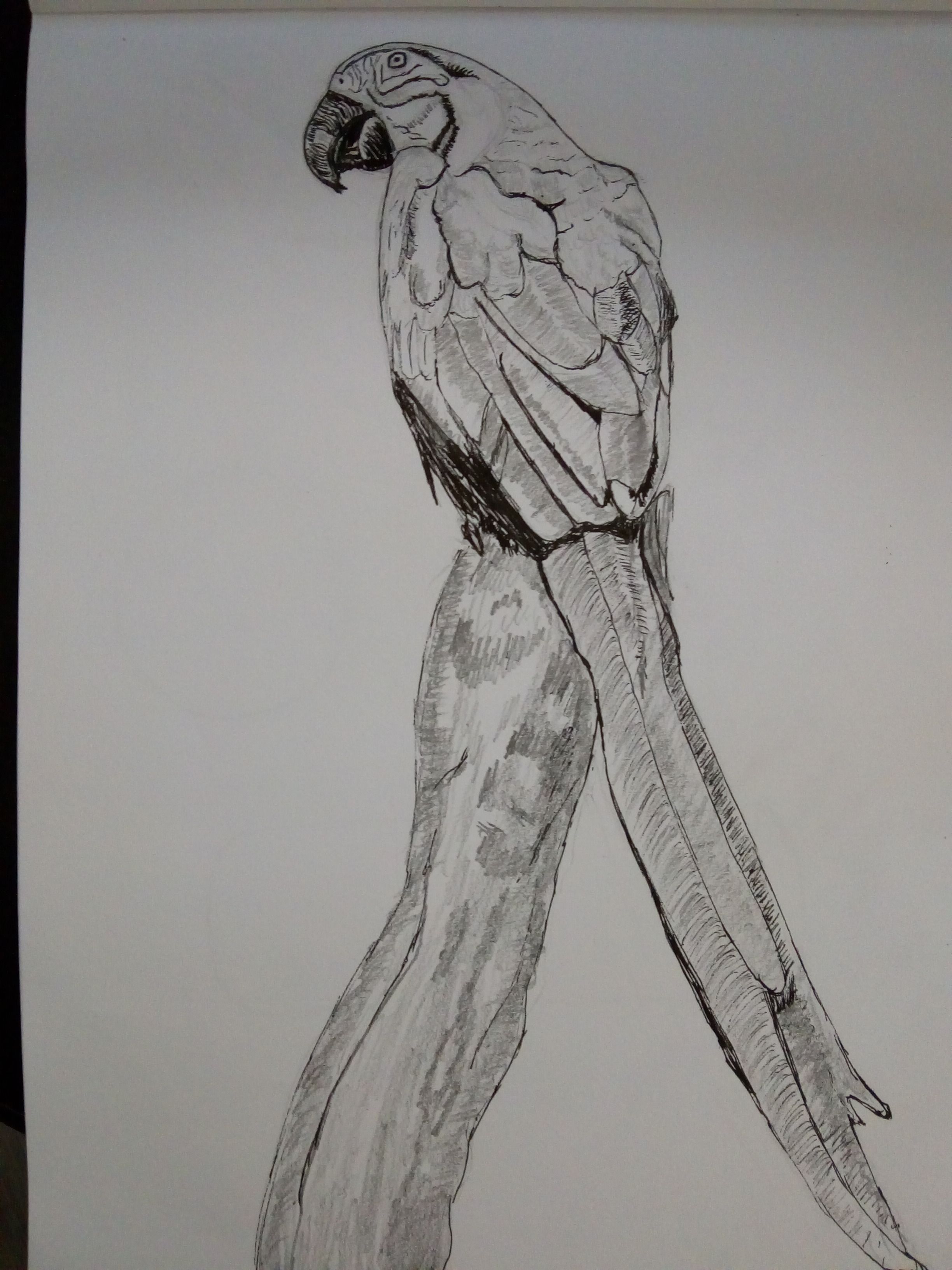 Dessiner un Perroquet de Sylvie le 20 janvier 2022
