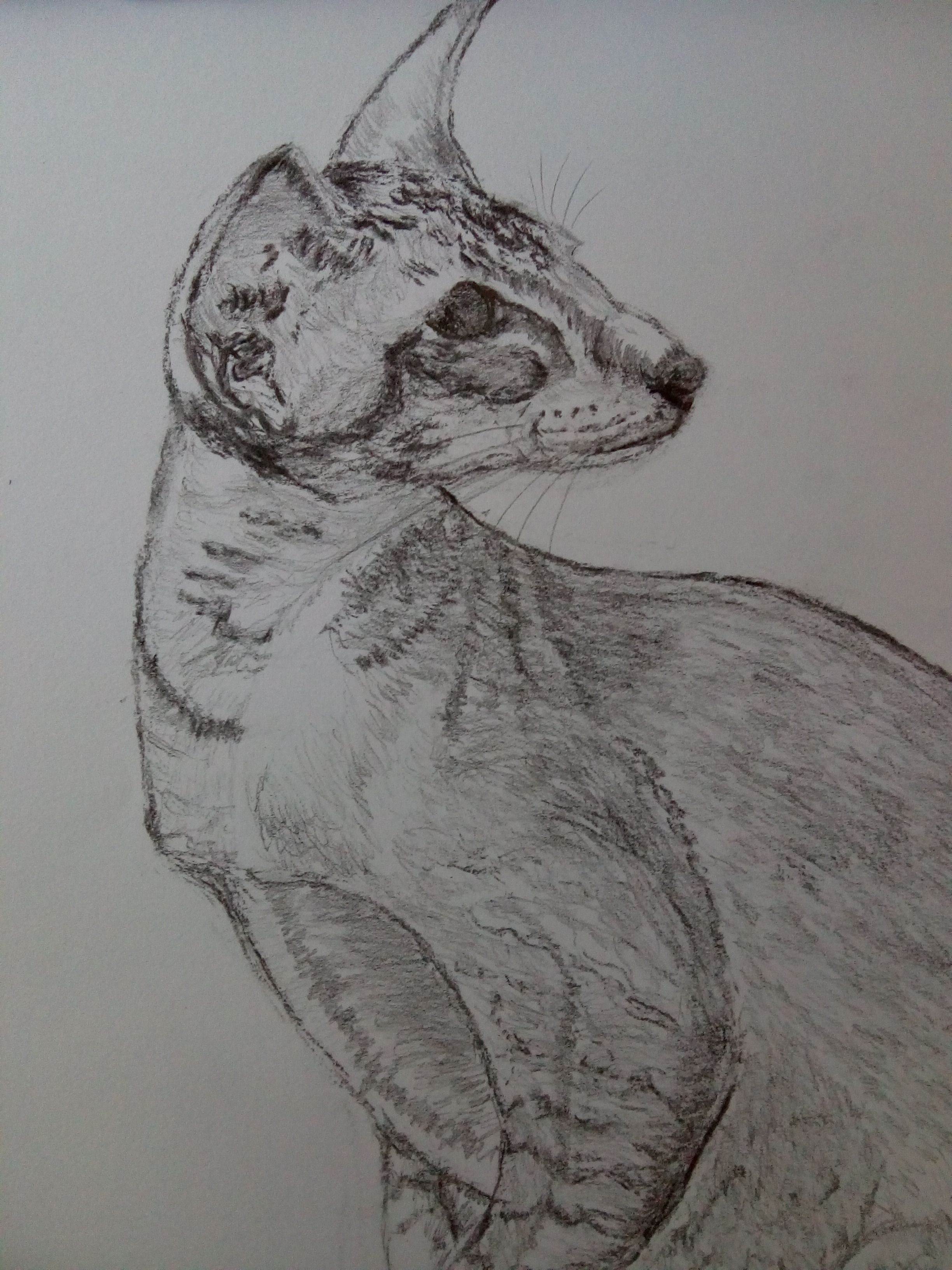 Dessiner le portrait d'un chat de Sylvie le 27 janvier 2022