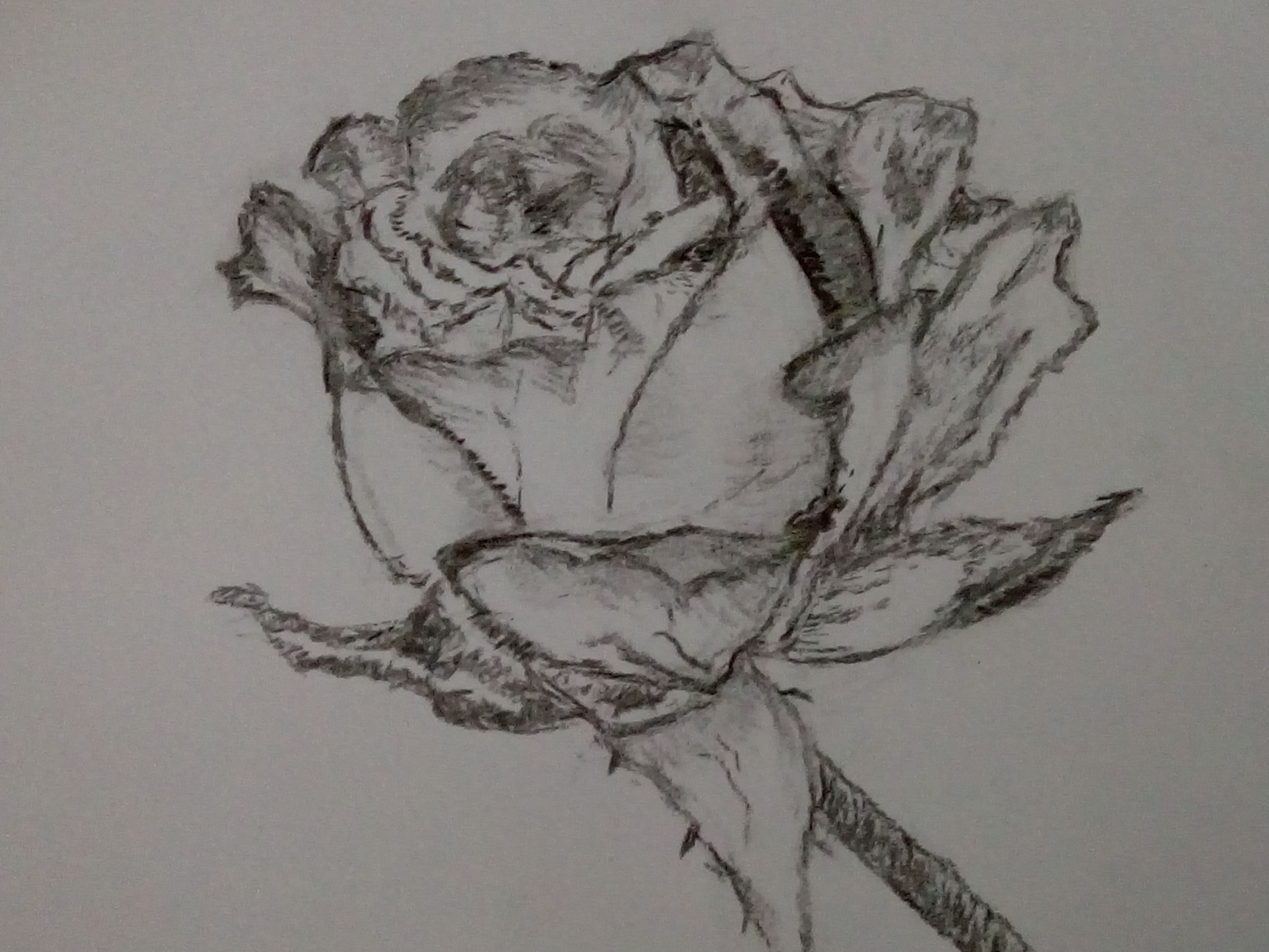 Dessiner une rose de Sylvie le 22 février 2022