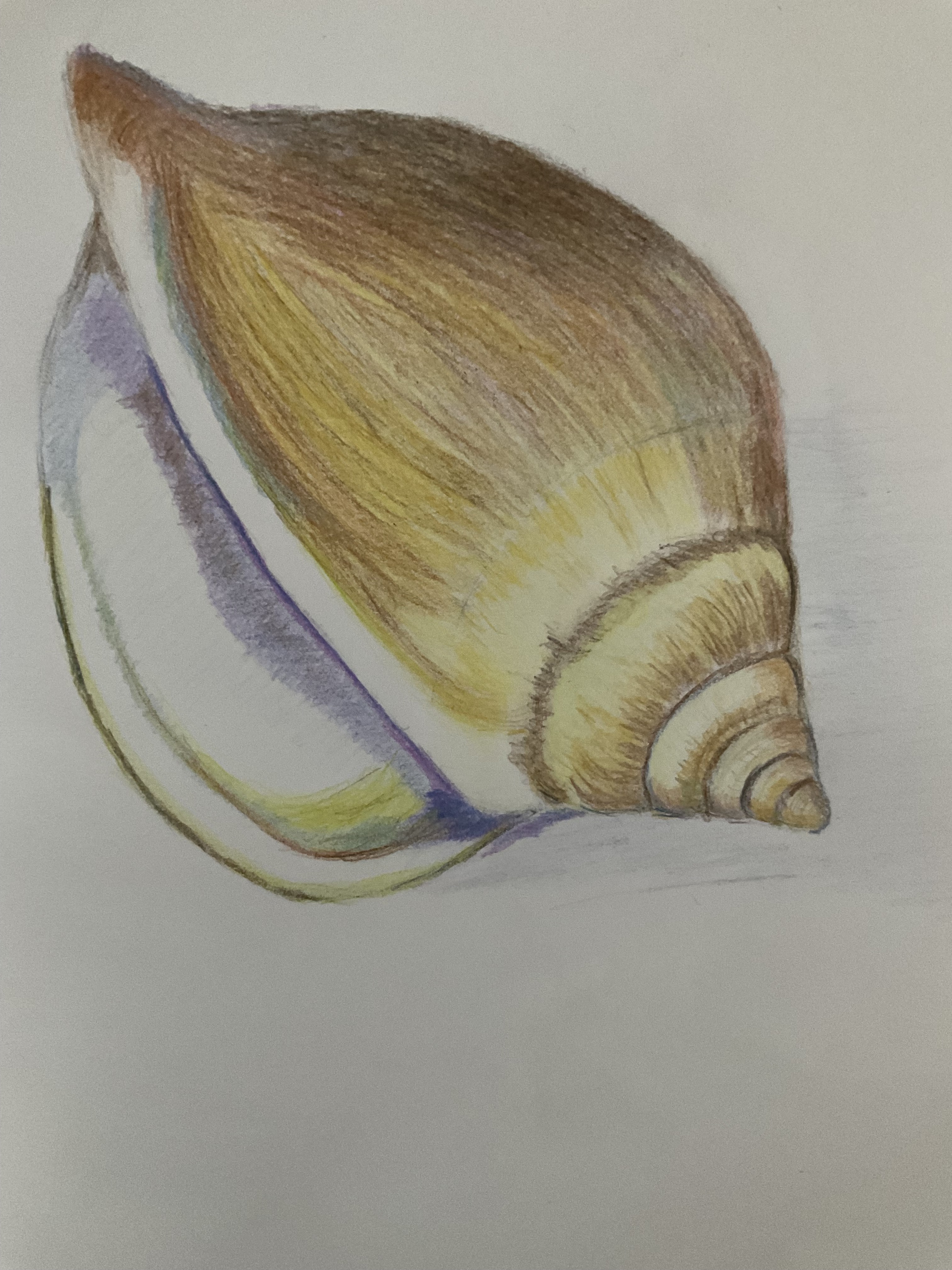 Un coquillage aux crayons de couleur de Sylvie le 23 mars 2022