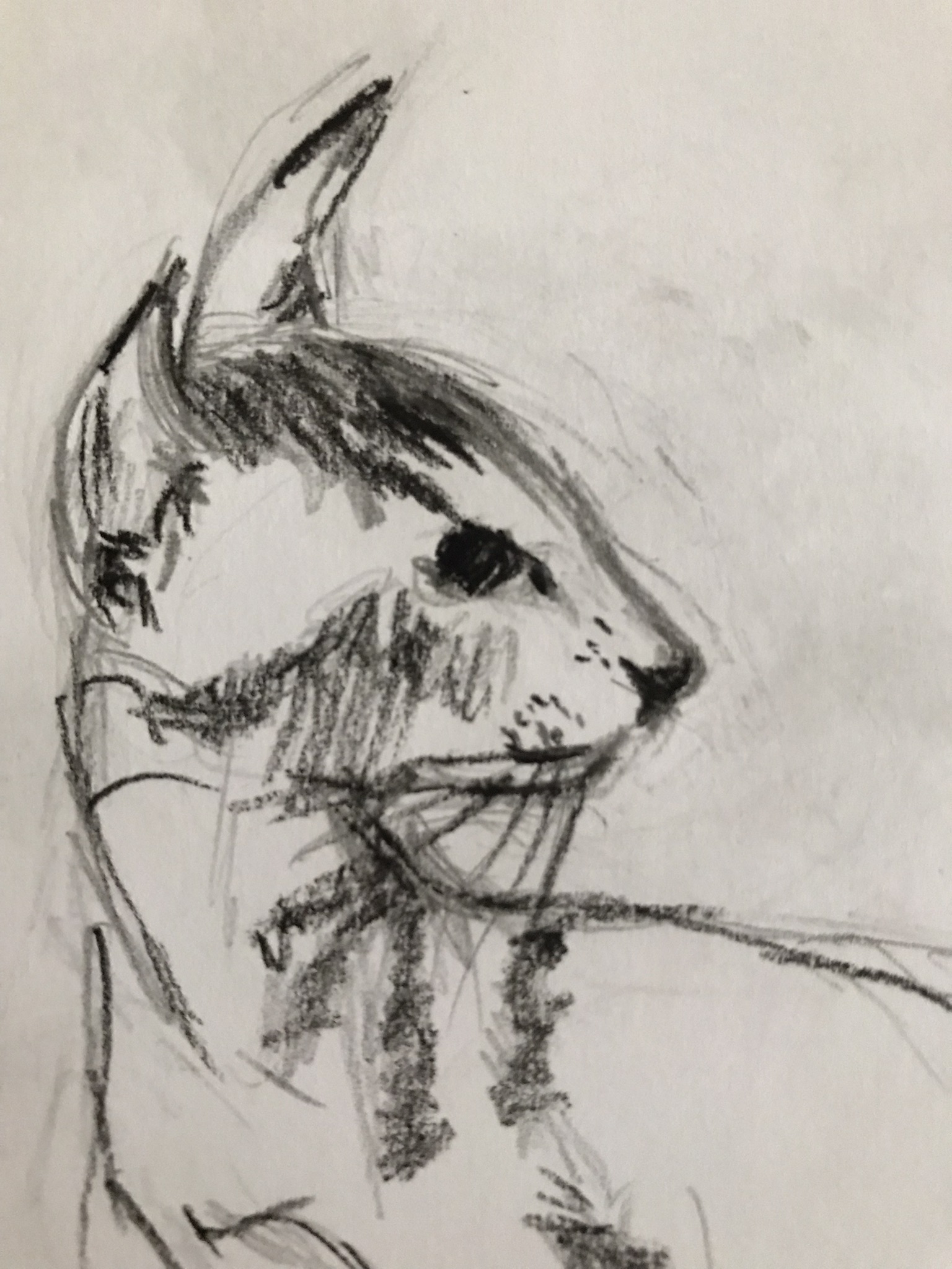 Dessiner le portrait d'un chat de Dominique le 27 mars 2022