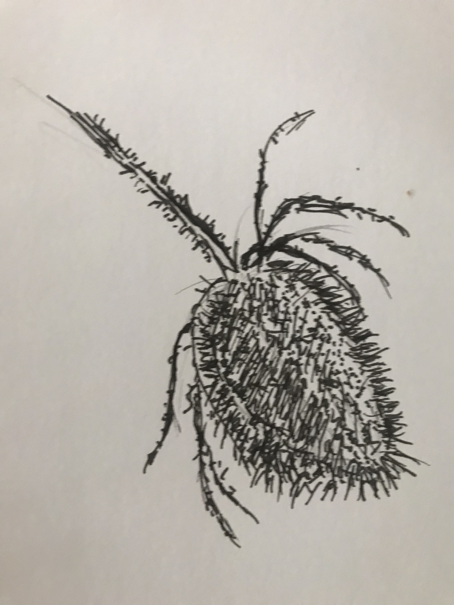 Dessiner un chardon de Dominique le 27 mars 2022