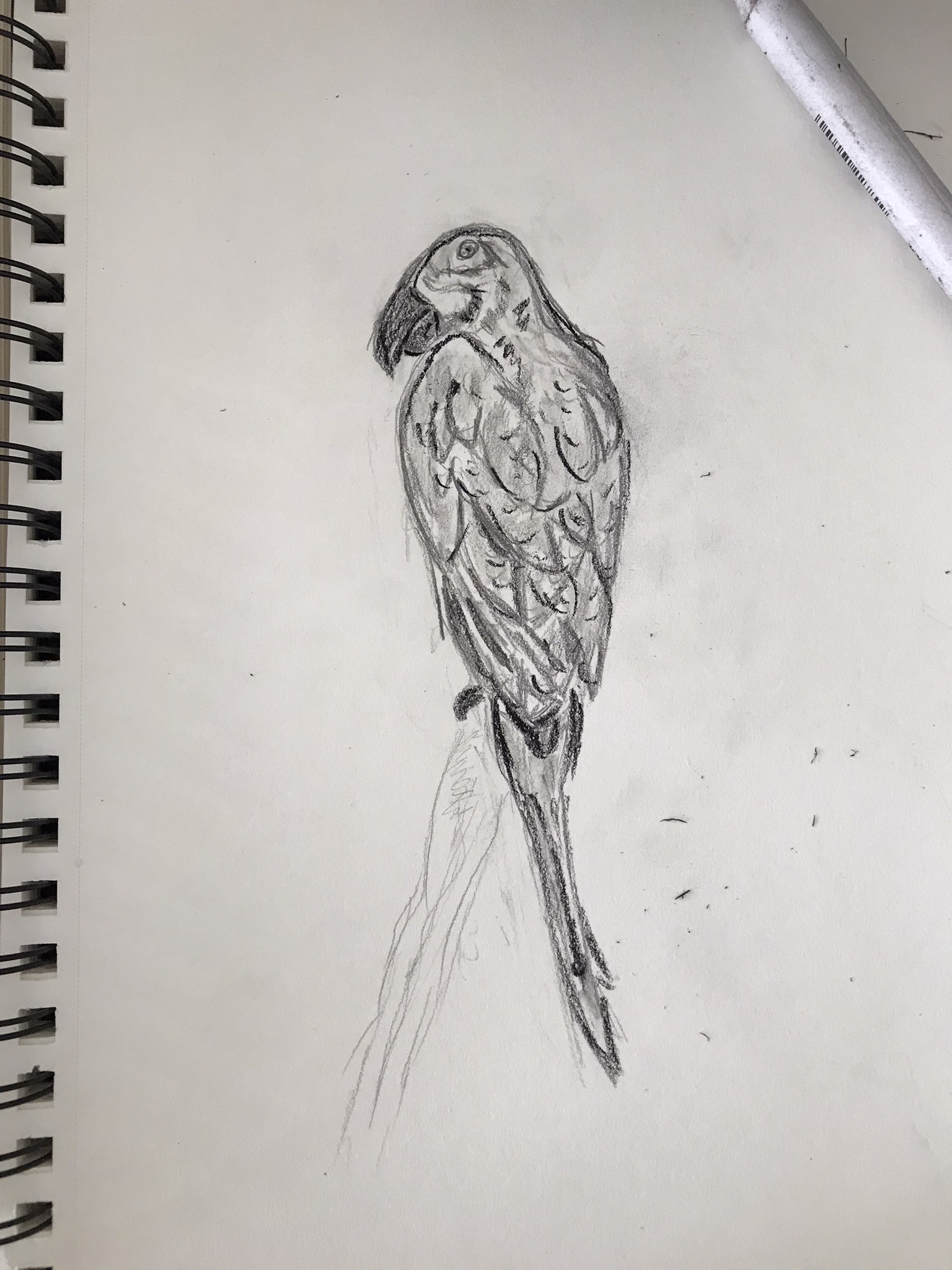 Dessiner un Perroquet de Dominique le 27 mars 2022