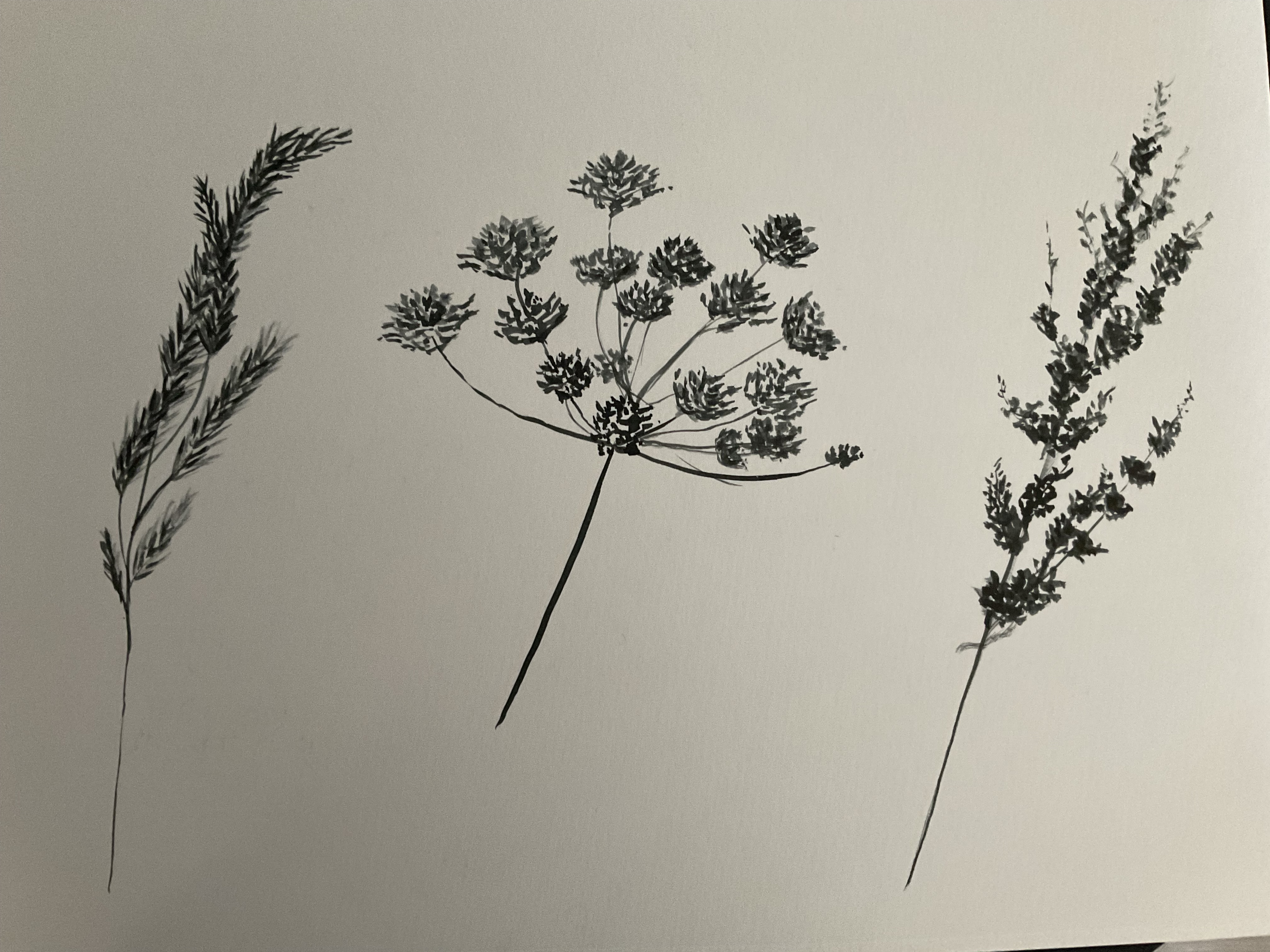 Dessiner des Herbes folles à l'encre de Sylvie le 29 avril 2022