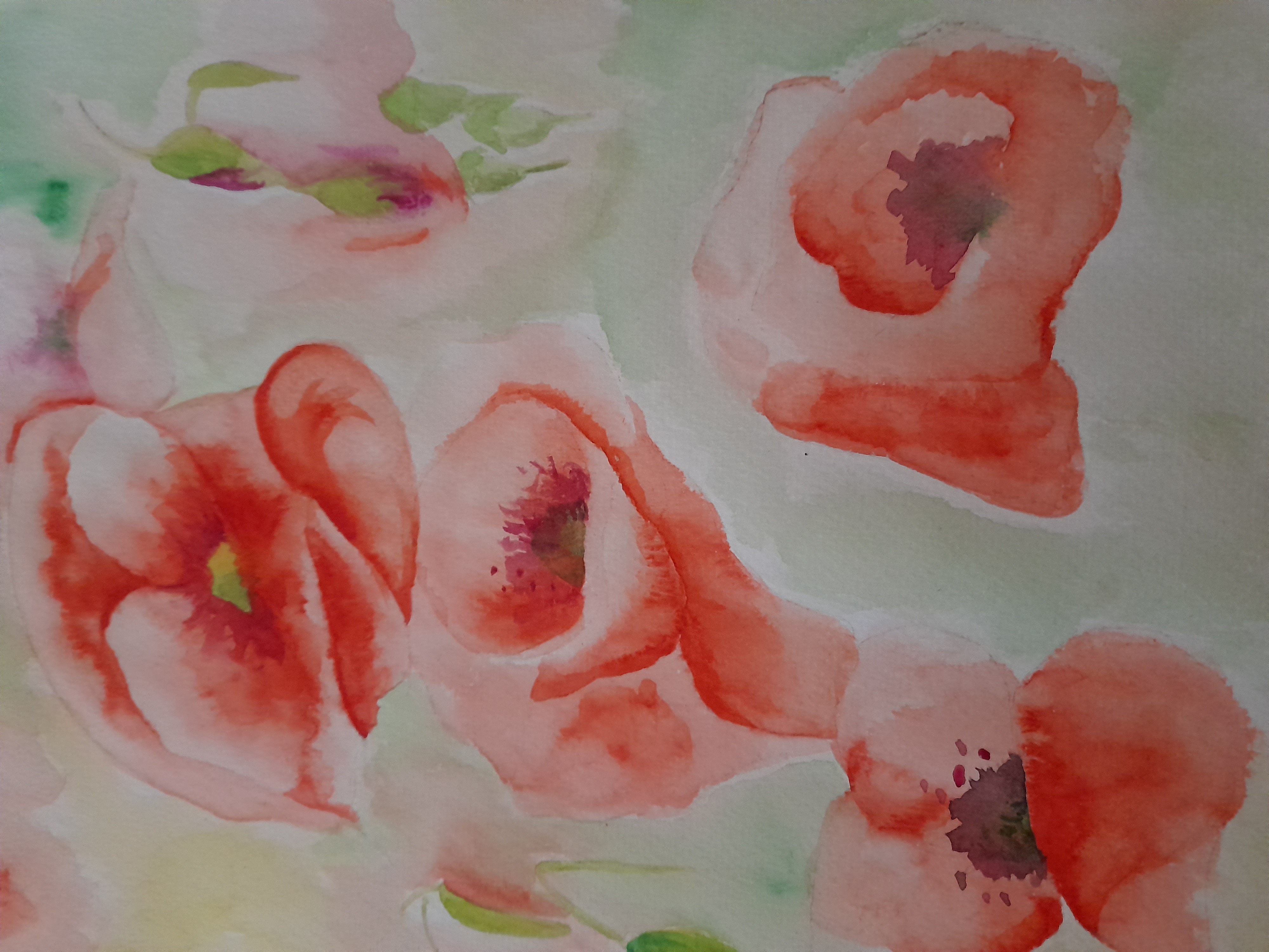 Peindre un coquelicot à l'aquarelle de Pascale le 02 juillet 2022