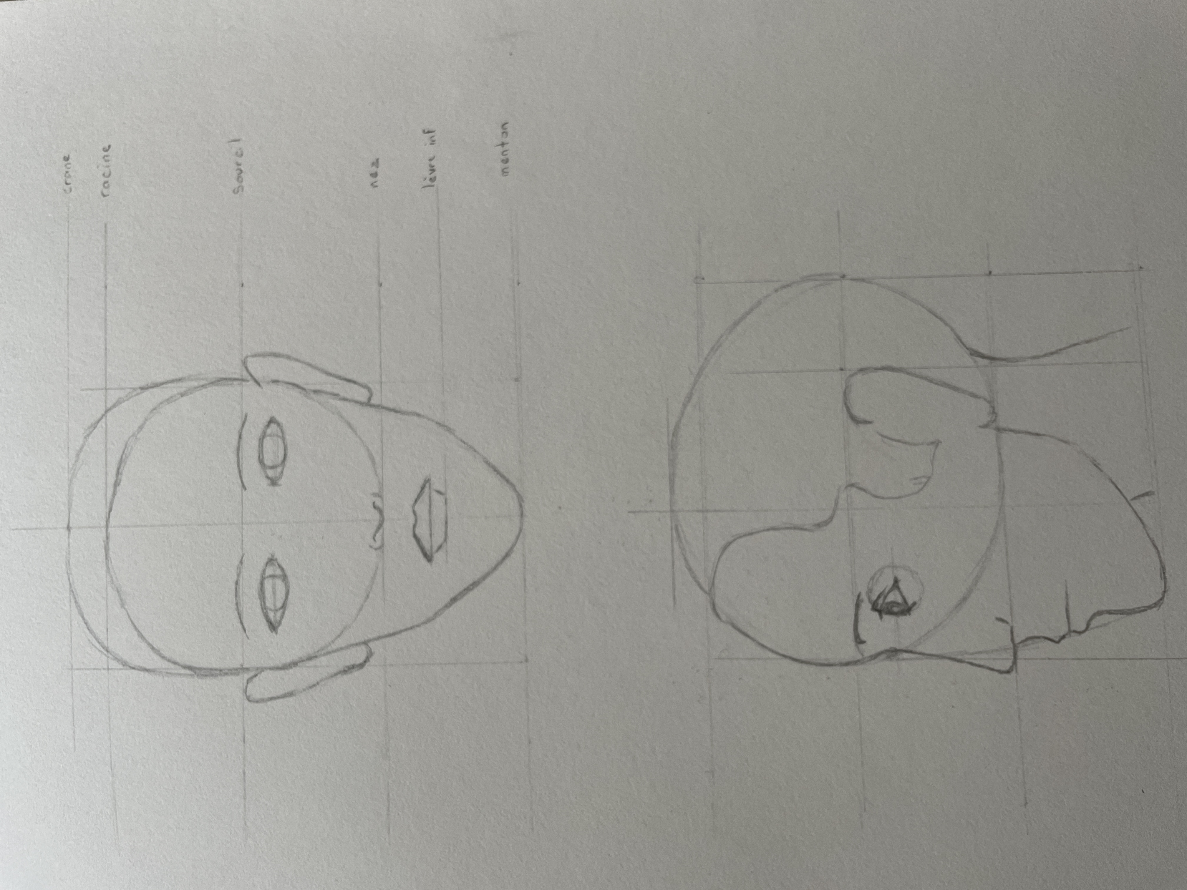 Les Proportions du visage en Dessin de Manuela le 30 juillet 2022