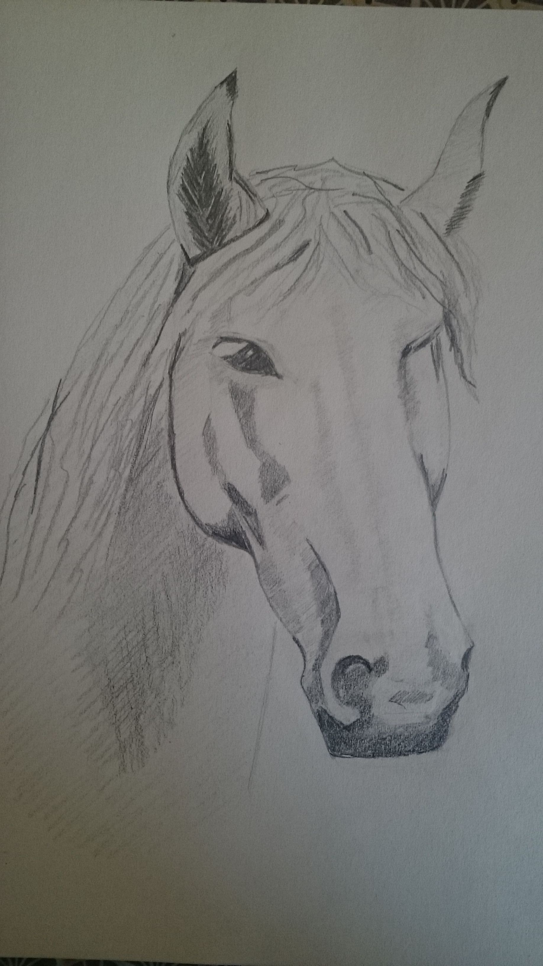 Croquer la tête d'un cheval de Françoise le 09 septembre 2022