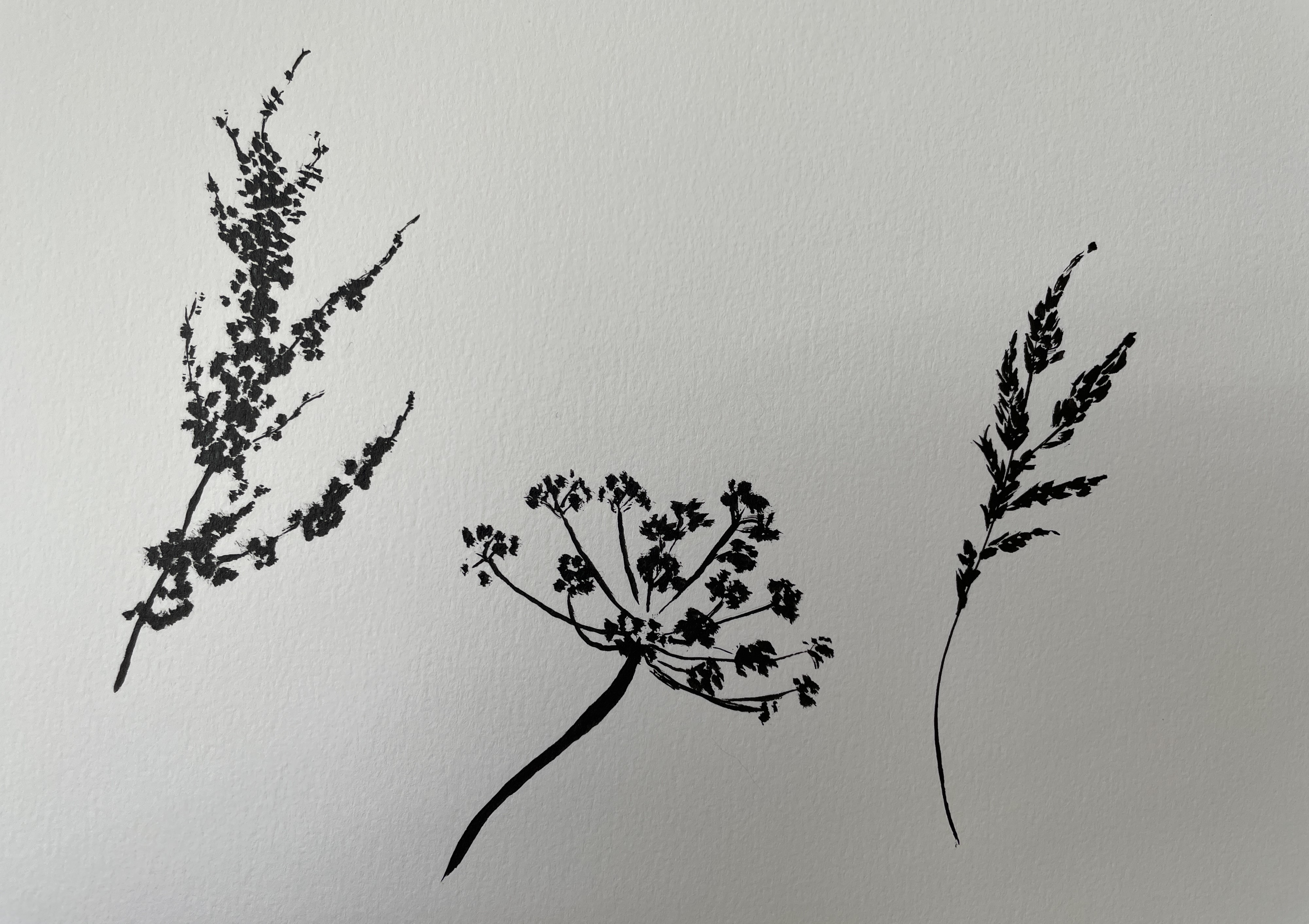 Dessiner des Herbes folles à l'encre de Manuela le 12 septembre 2022