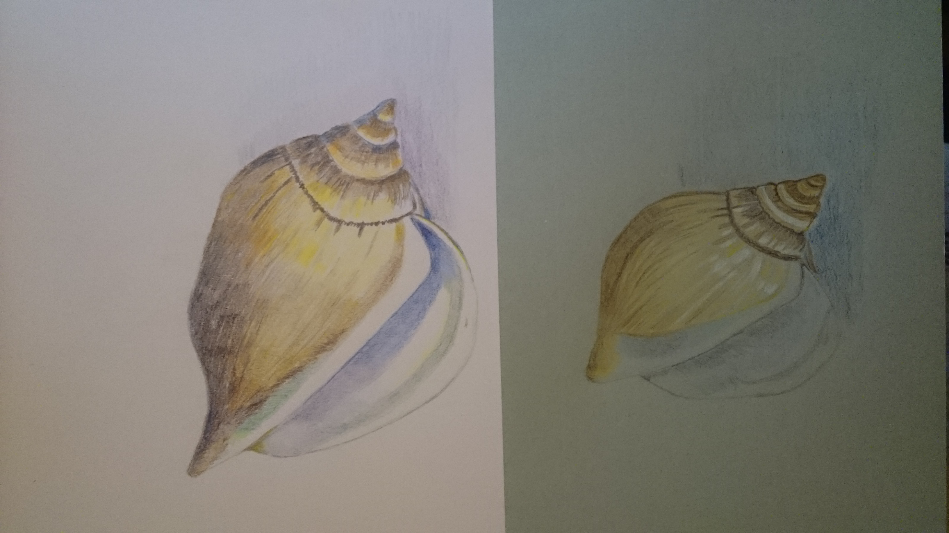 Un coquillage aux crayons de couleur de Françoise le 16 septembre 2022