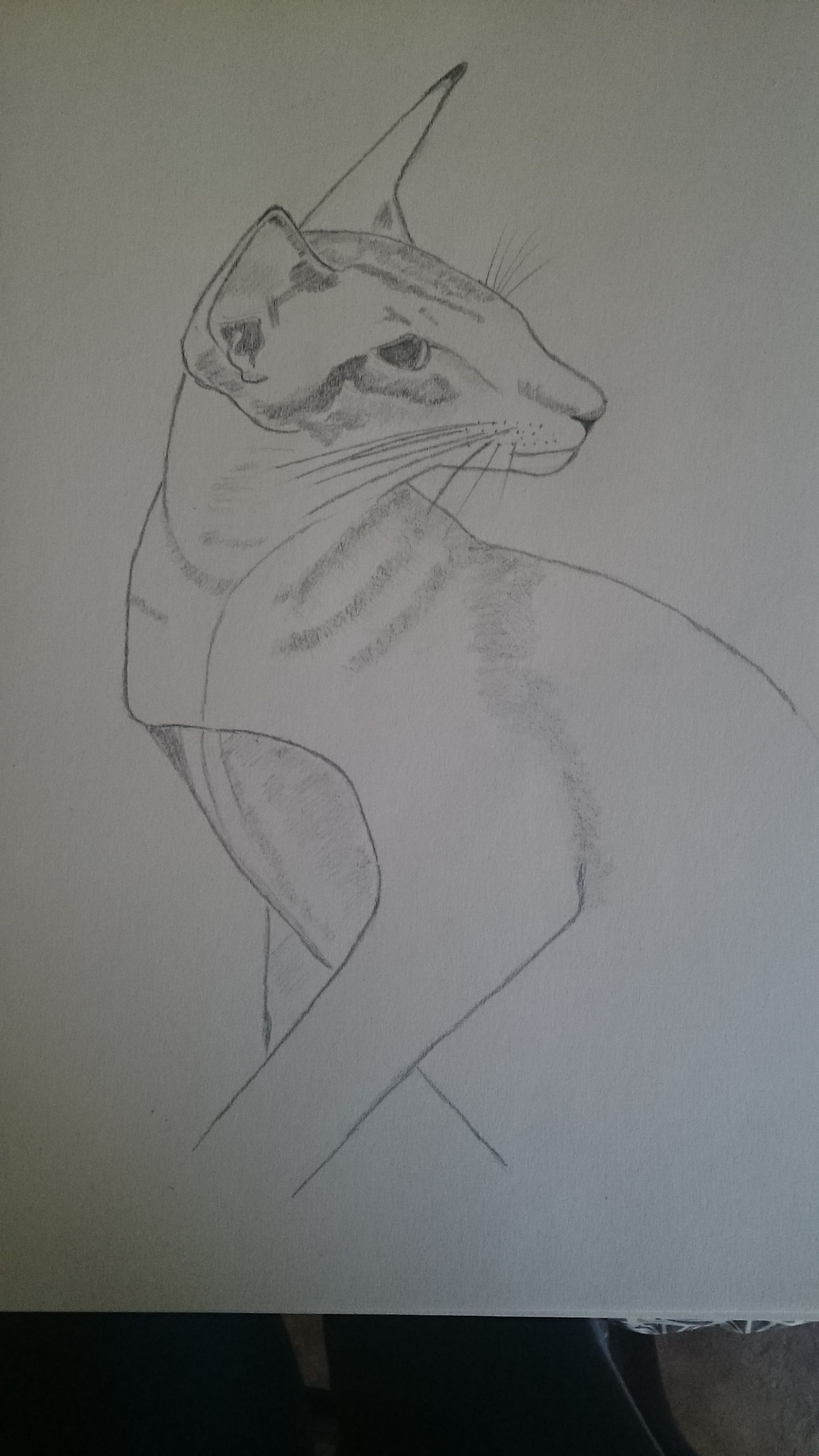 Dessiner le portrait d'un chat de Françoise le 22 septembre 2022