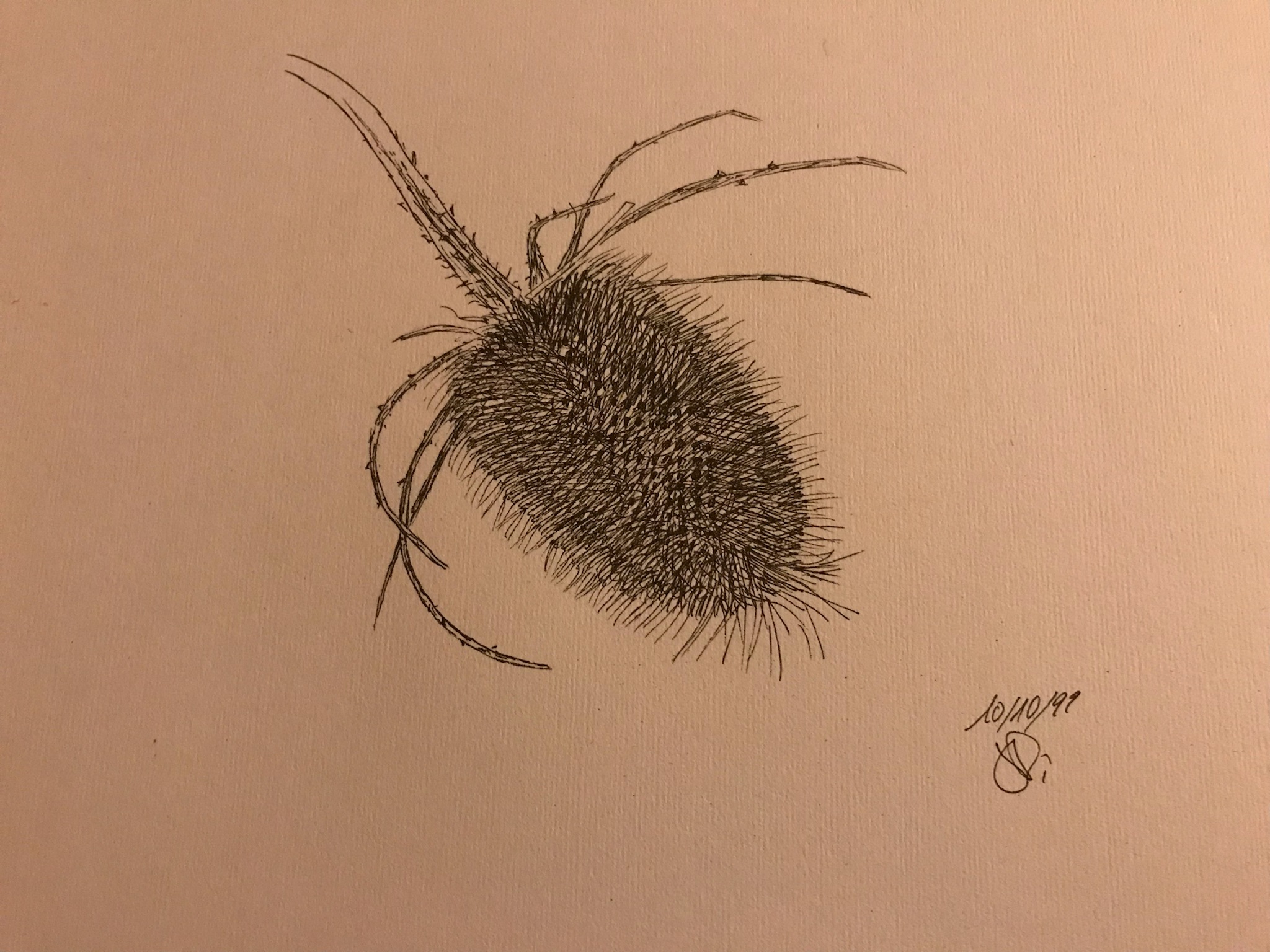 Dessiner un chardon de Jean pierre le 10 octobre 2022