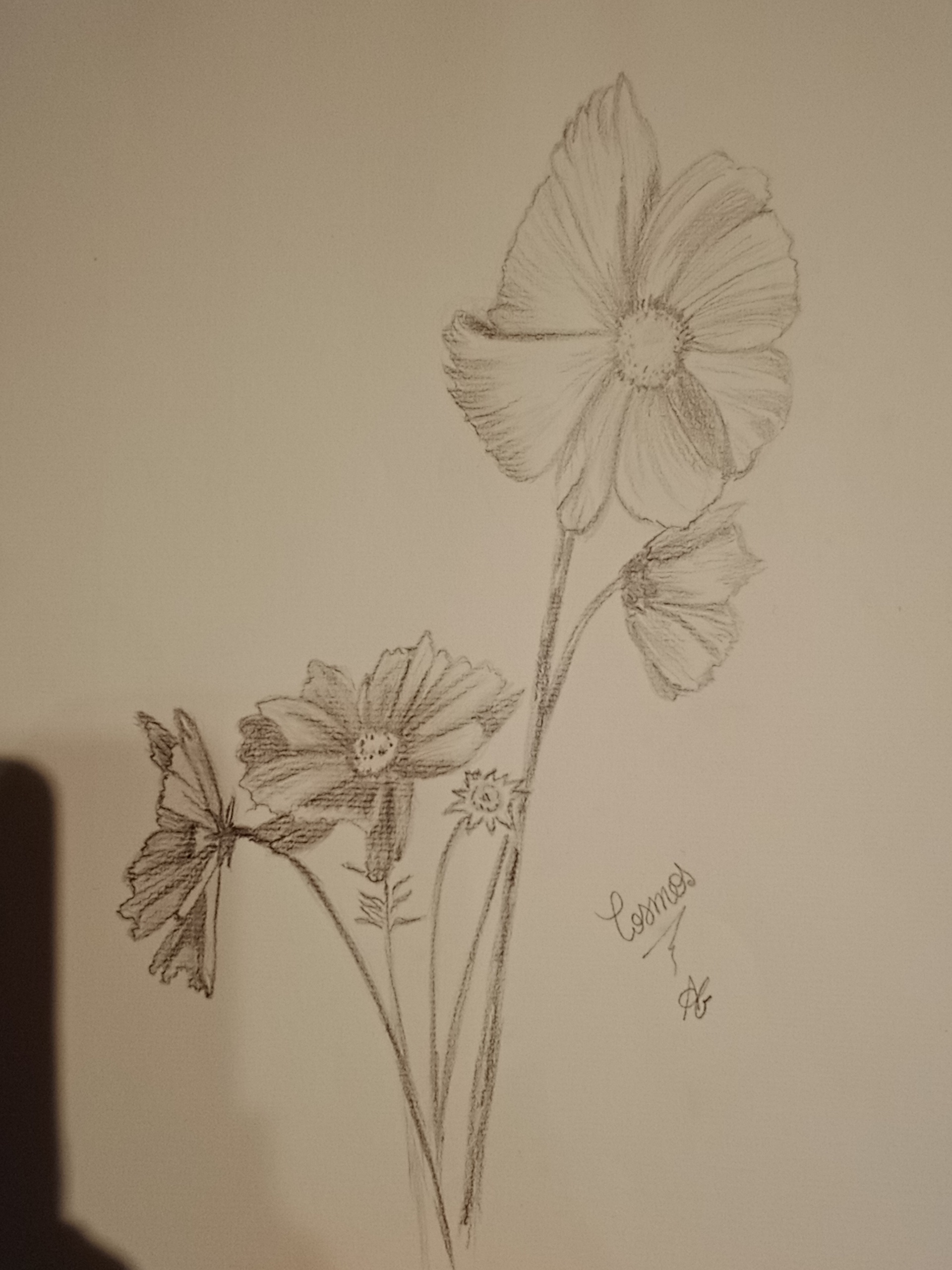 Dessiner des Cosmos de Audrey le 13 octobre 2022
