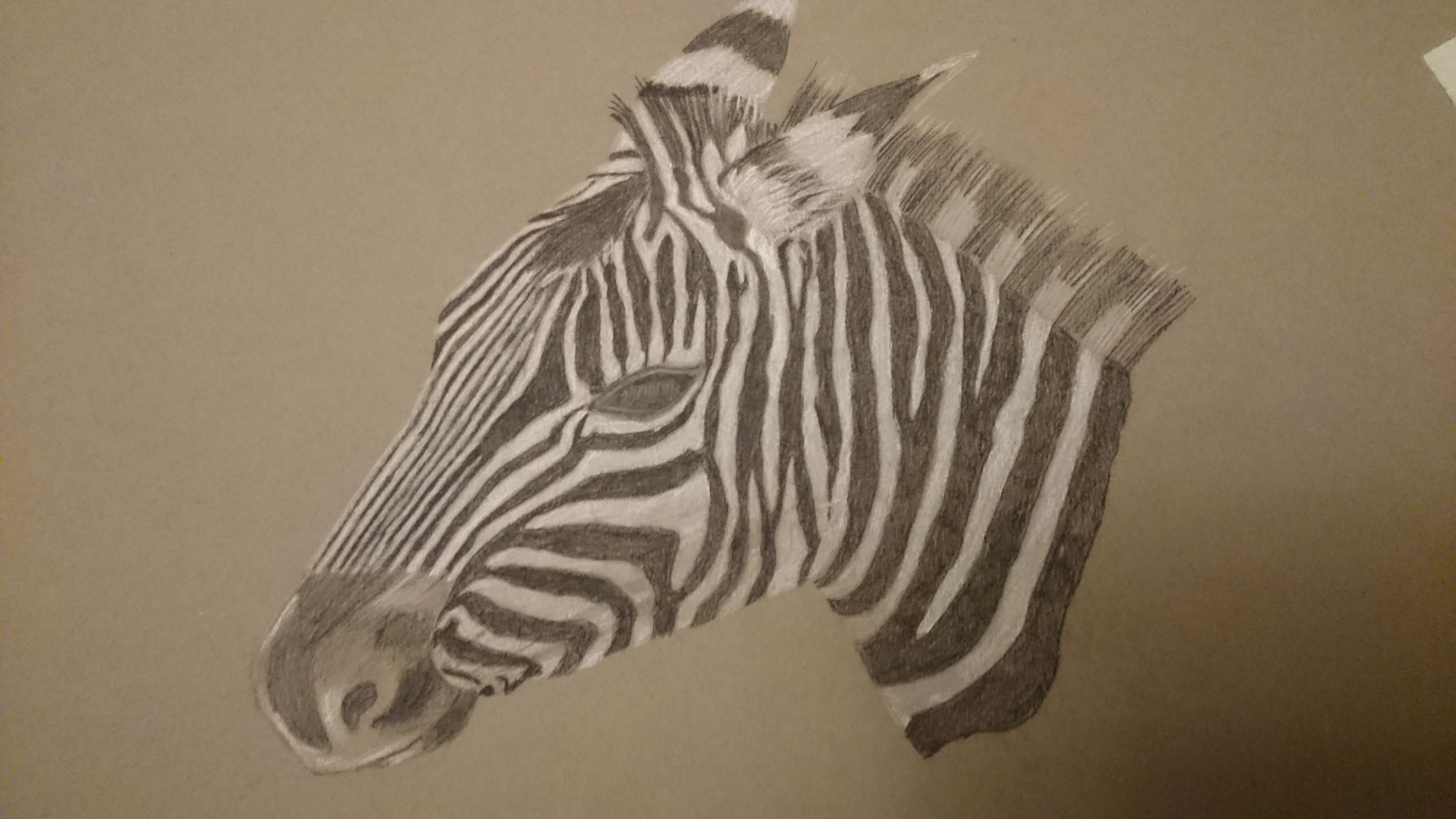 Dessiner une tete de zebre de Françoise le 23 octobre 2022