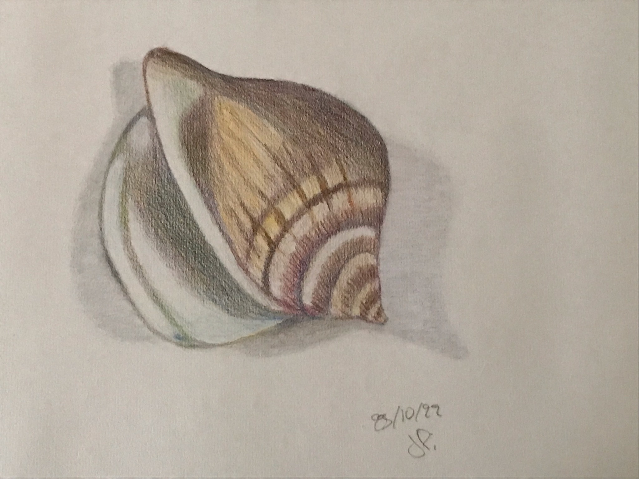 Un coquillage aux crayons de couleur de Jean pierre le 29 octobre 2022