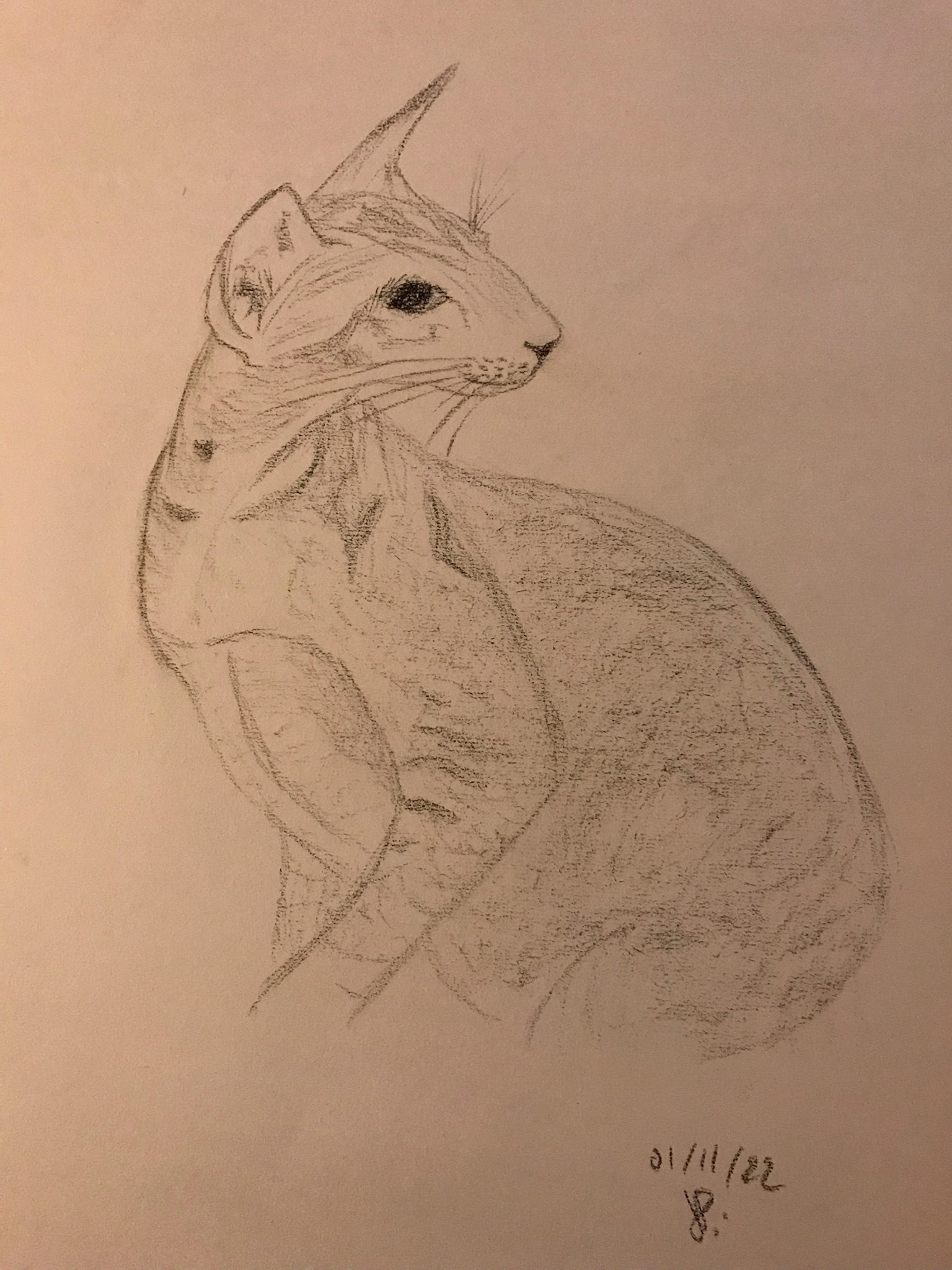 Dessiner le portrait d'un chat de Jean pierre le 01 novembre 2022