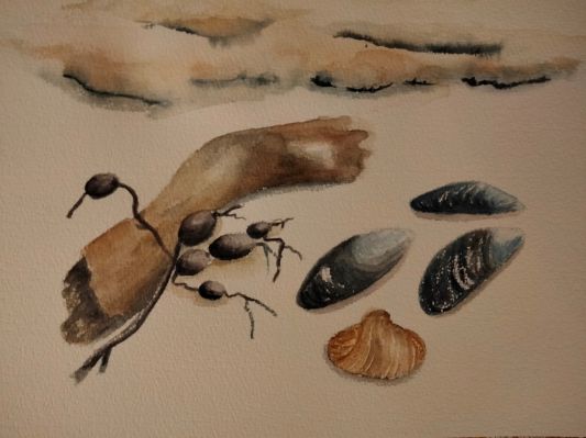 Carnet de voyage : Coquillage sur la plage à l'aquarelle de Sylvie le 03 novembre 2022