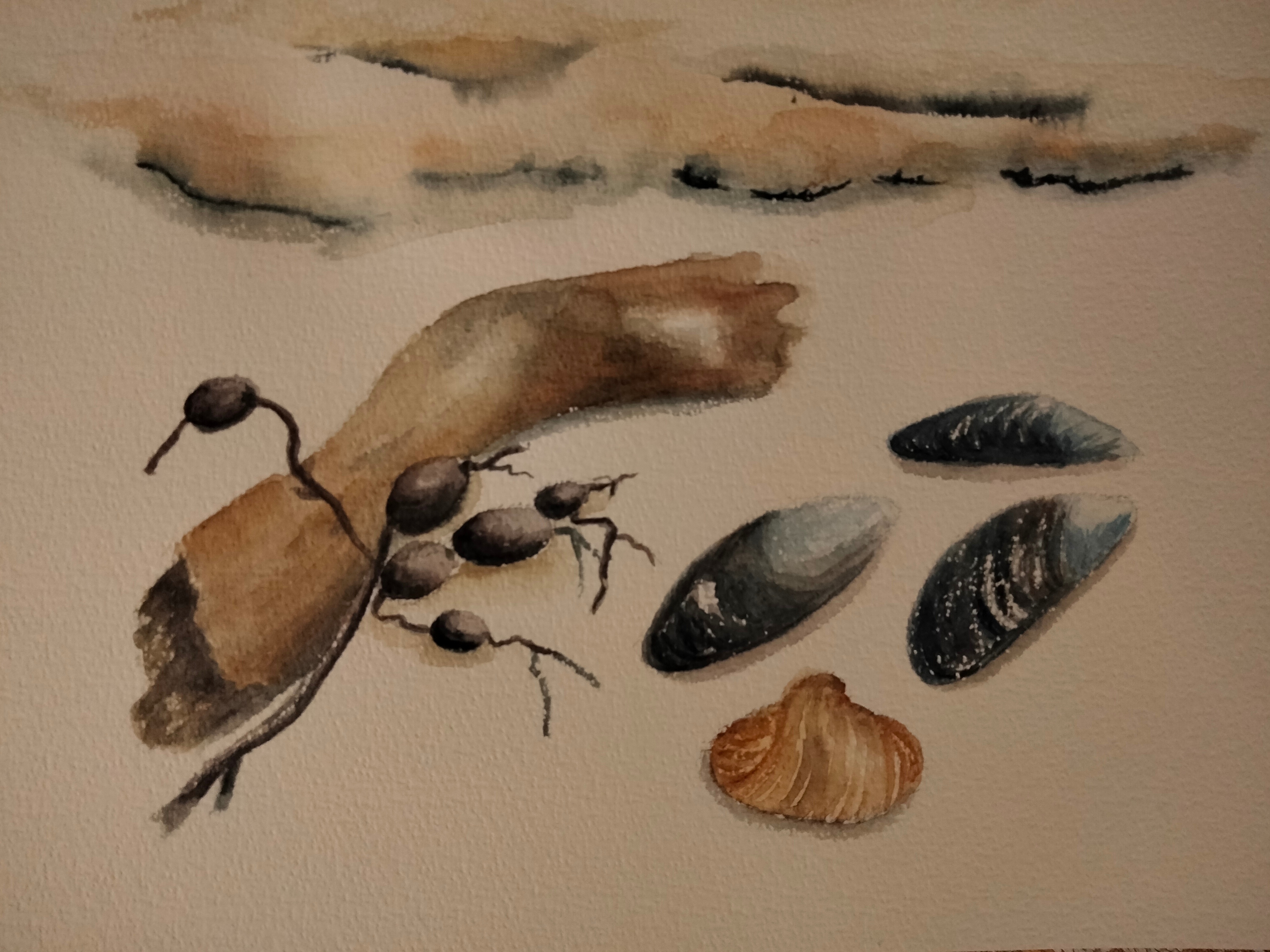 Carnet de voyage : Coquillage sur la plage à l'aquarelle de Sylvie le 03 novembre 2022
