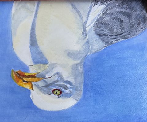 Peindre une mouette à l'huile de Sylvie le 09 novembre 2022