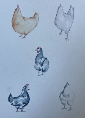 Poules sous toutes les coutures à l'aquarelle de Manuela le 15 novembre 2022