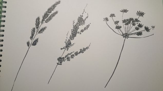 Dessiner des Herbes folles à l'encre de Françoise le 16 novembre 2022