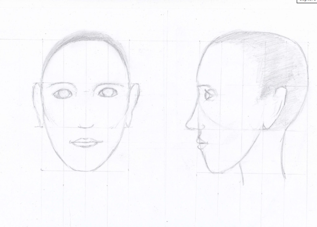 Les Proportions du visage en Dessin de Muriel le 24 novembre 2022