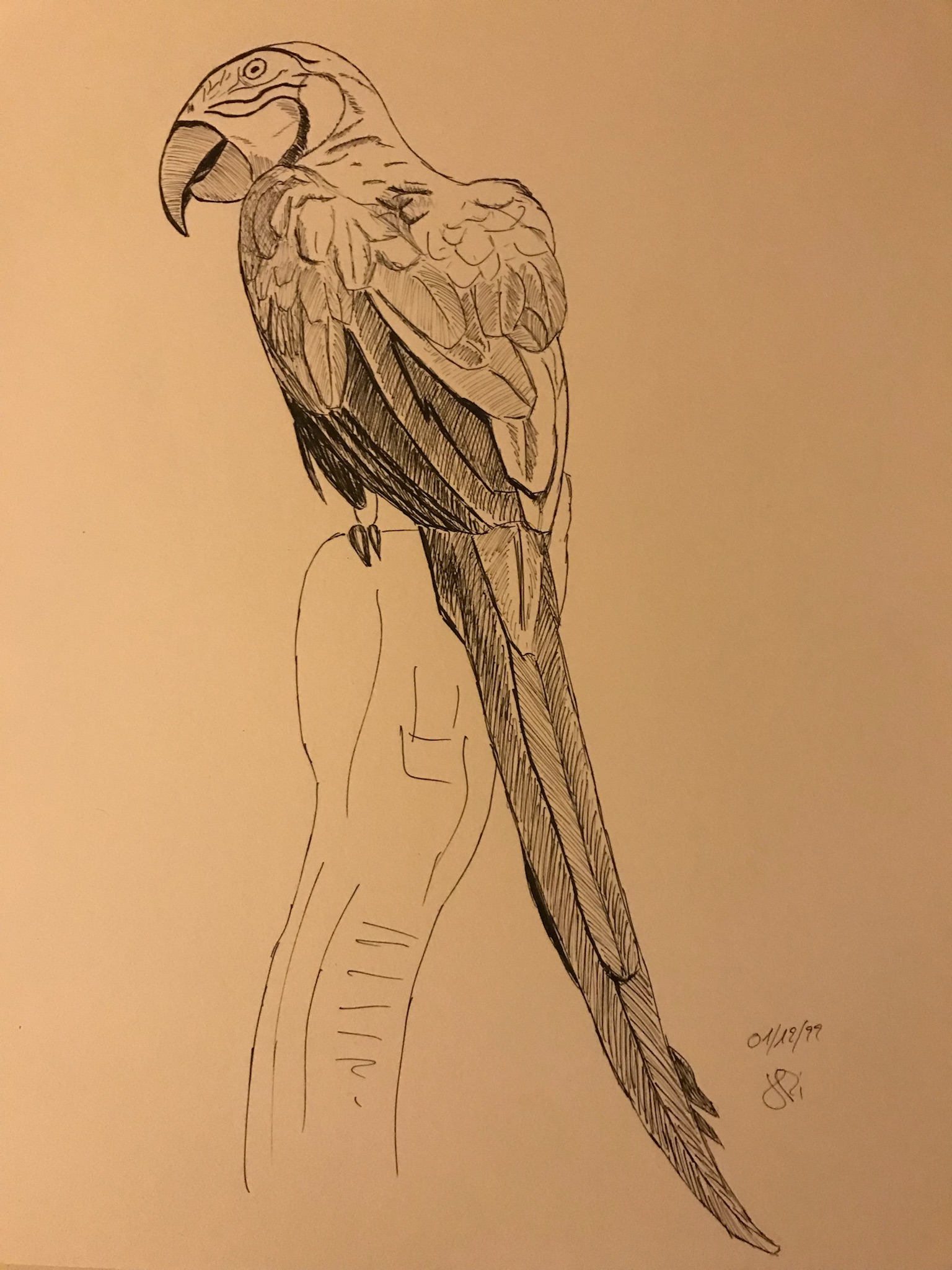 Dessiner un Perroquet de Jean pierre le 01 décembre 2022