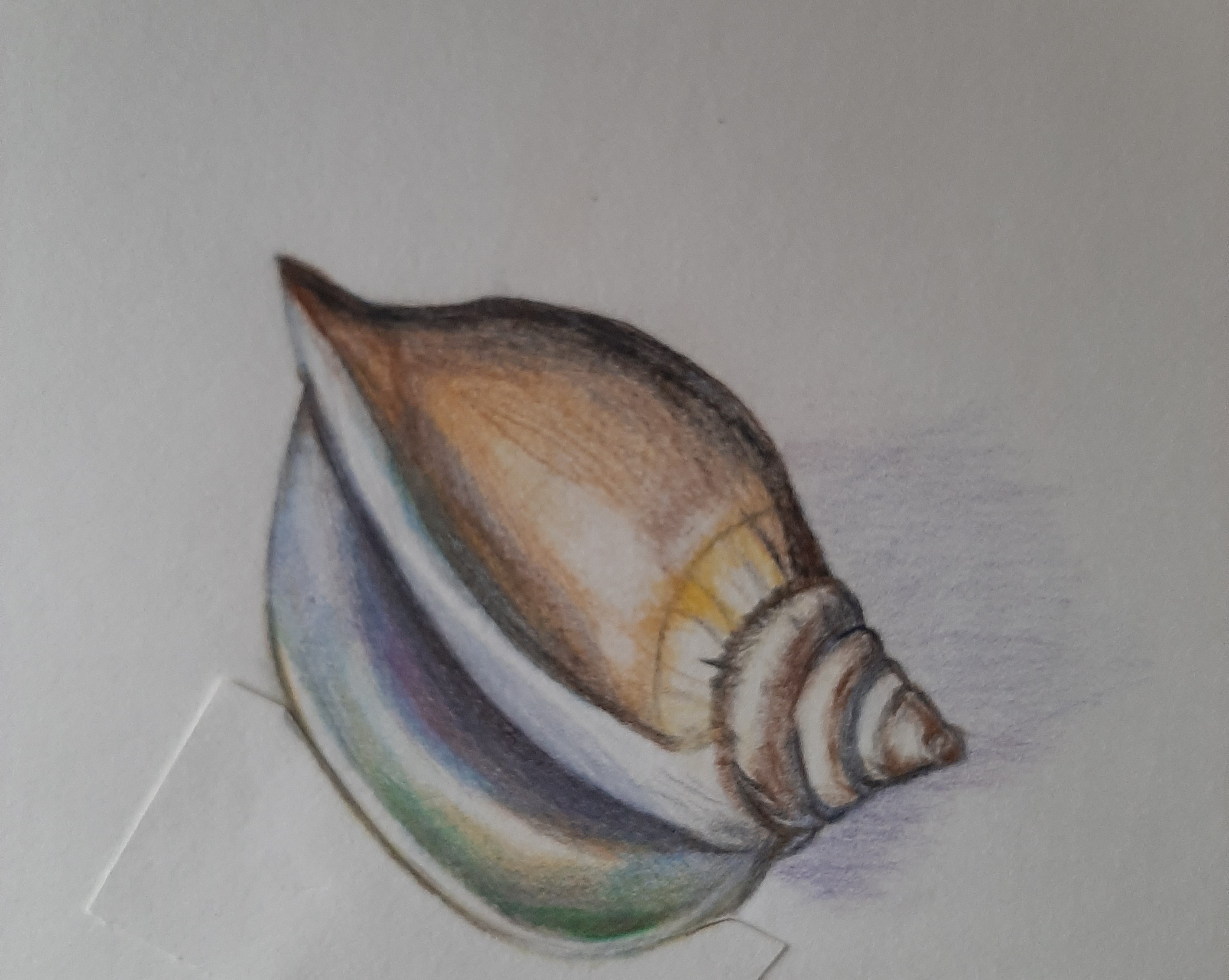 Un coquillage aux crayons de couleur de Janick le 10 décembre 2022