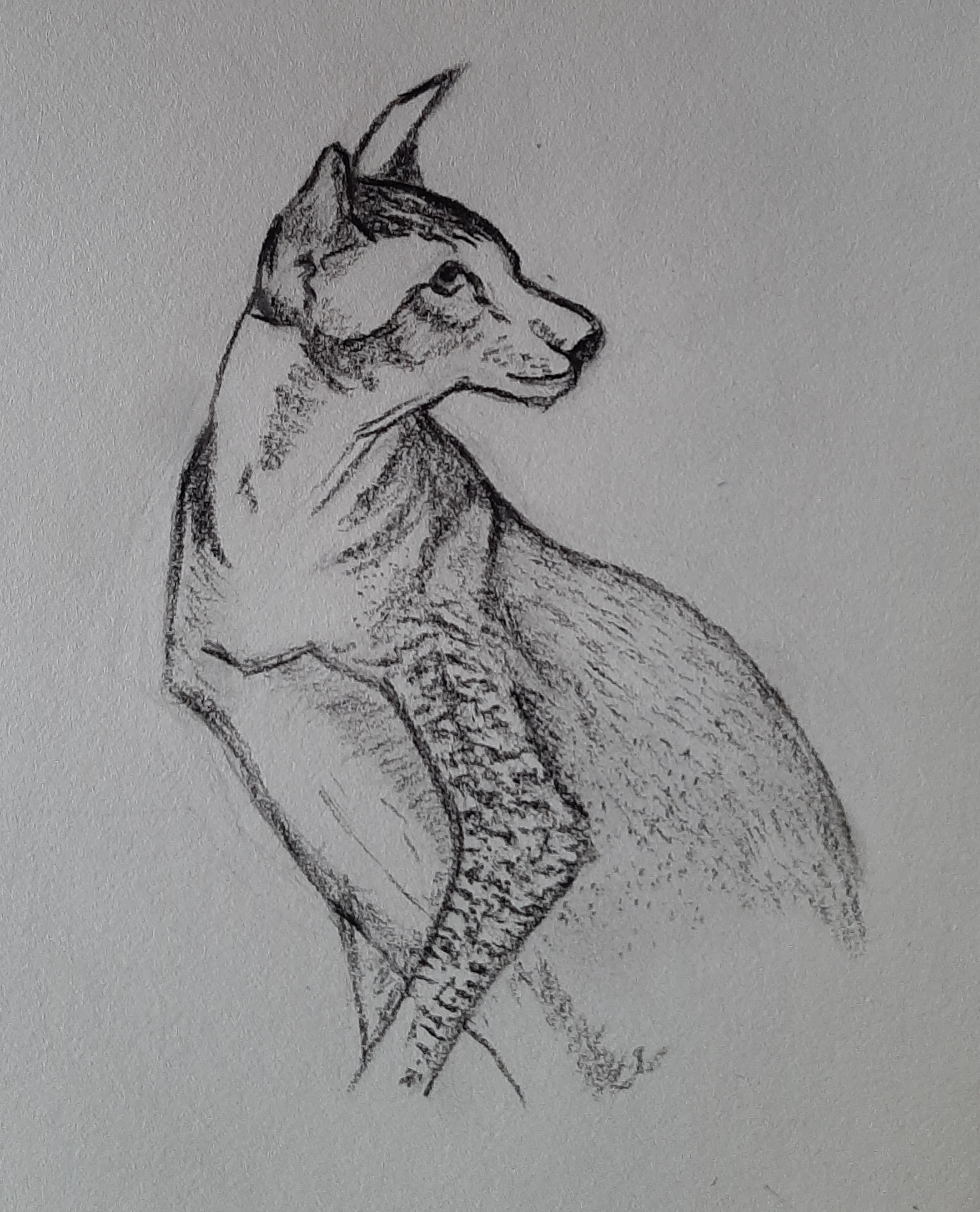 Dessiner le portrait d'un chat de Janick le 10 décembre 2022